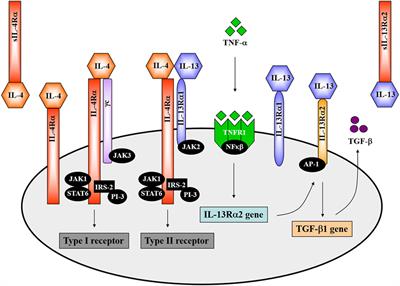 Interleukin-4 Receptor Alpha: From Innate to Adaptive Immunity in Murine Models of Cutaneous Leishmaniasis